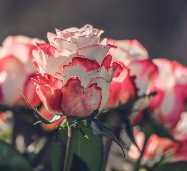 Kwiaty - bukiet białych róż