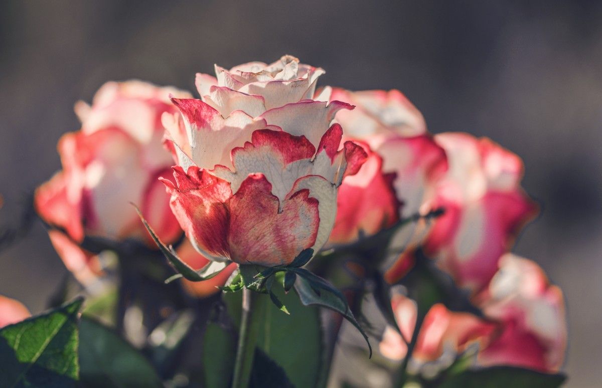 Kwiaty - bukiet białych róż